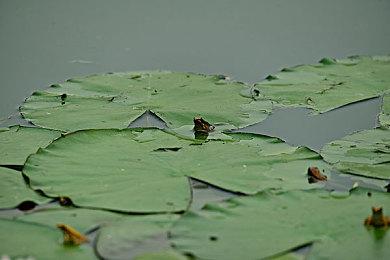 《赛博朋克2077》续作将加强社会批判和反乌托邦主题